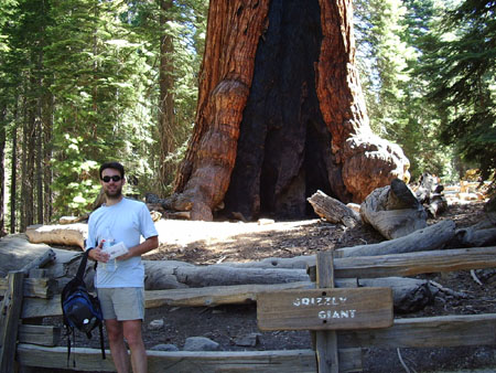 Tunnel Tree Tunnel Tree